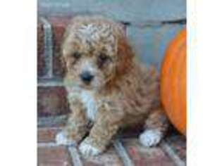 Mutt Puppy for sale in Woodstown, NJ, USA