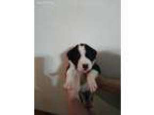 Great Dane Puppy for sale in Paulden, AZ, USA