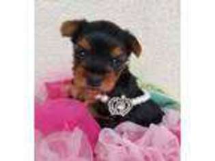 Yorkshire Terrier Puppy for sale in Loxley, AL, USA