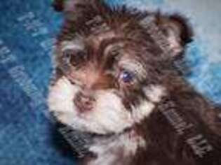Mutt Puppy for sale in Boynton, OK, USA