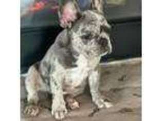 French Bulldog Puppy for sale in Argyle, TX, USA