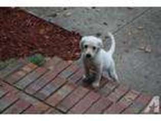 Labrador Retriever Puppy for sale in EVANS, GA, USA