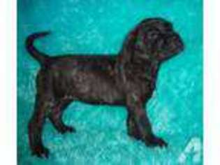 Mastiff Puppy for sale in ROLLA, MO, USA