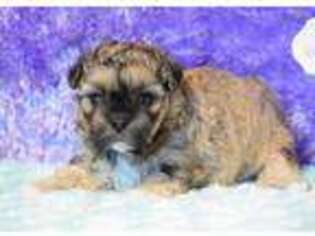 Shorkie Tzu Puppy for sale in Finley, OK, USA