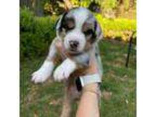 Miniature Australian Shepherd Puppy for sale in Sacramento, CA, USA