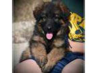 German Shepherd Dog Puppy for sale in Caldwell, ID, USA