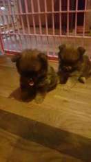 Pomeranian Puppy for sale in Lenoir, NC, USA