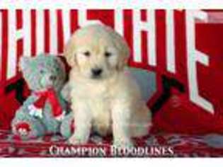 Golden Retriever Puppy for sale in Canton, OH, USA