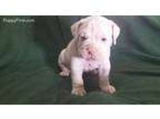 Olde English Bulldogge Puppy for sale in Marietta, NY, USA