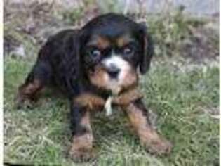 Cavalier King Charles Spaniel Puppy for sale in Mcpherson, KS, USA
