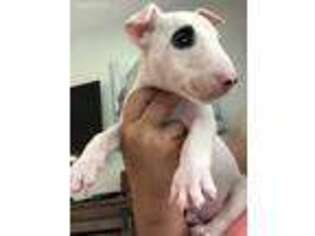 Bull Terrier Puppy for sale in Palm Bay, FL, USA