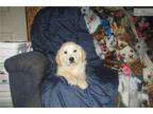 Golden Retriever Puppy for sale in Canton, OH, USA