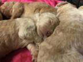 Goldendoodle Puppy for sale in Tallapoosa, GA, USA