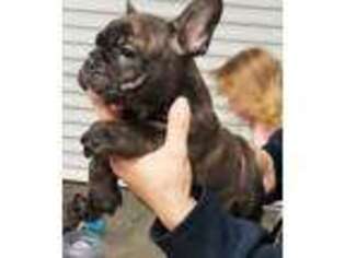 French Bulldog Puppy for sale in Rockwood, PA, USA