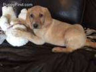 Labradoodle Puppy for sale in Rapid City, SD, USA