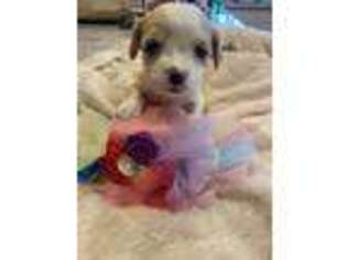 Cavachon Puppy for sale in Danville, IN, USA