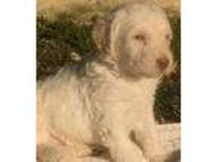 Labradoodle Puppy for sale in Kingston, IL, USA