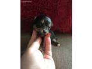 Mutt Puppy for sale in Whitley City, KY, USA