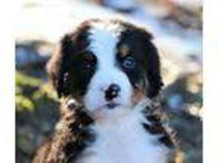 Bernese Mountain Dog Puppy for sale in Berlin, OH, USA