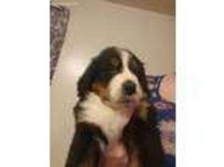 Bernese Mountain Dog Puppy for sale in Greenup, KY, USA