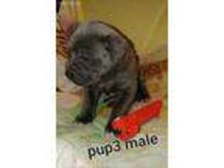 Cane Corso Puppy for sale in Cochranton, PA, USA