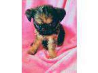 Brussels Griffon Puppy for sale in Afton, OK, USA