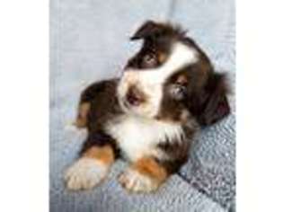 Miniature Australian Shepherd Puppy for sale in Hatley, WI, USA