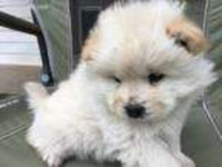 Chow Chow Puppy for sale in Trotwood, OH, USA