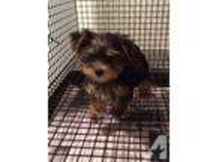 Yorkshire Terrier Puppy for sale in IRVINGTON, NJ, USA