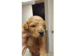 Goldendoodle Puppy for sale in Fairfax, SC, USA