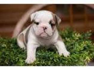Bulldog Puppy for sale in Shoals, IN, USA