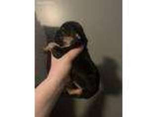 French Bulldog Puppy for sale in Cedar Rapids, IA, USA