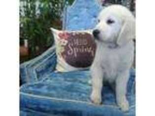 Golden Retriever Puppy for sale in Odessa, MO, USA