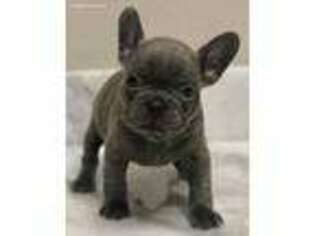 French Bulldog Puppy for sale in Beaumont, TX, USA