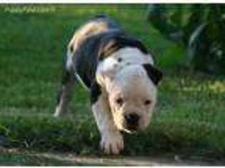 Olde English Bulldogge Puppy for sale in Shiocton, WI, USA