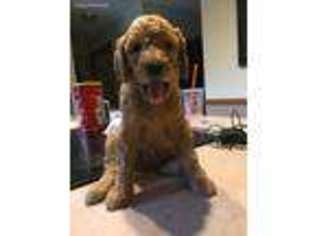 Goldendoodle Puppy for sale in Sturbridge, MA, USA