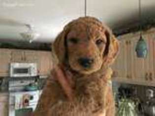 Goldendoodle Puppy for sale in Bechtelsville, PA, USA