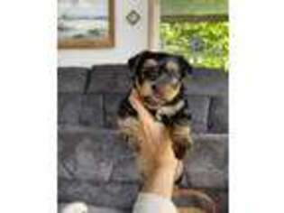 Yorkshire Terrier Puppy for sale in Fenton, MI, USA