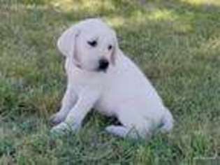 Labrador Retriever Puppy for sale in Kempner, TX, USA