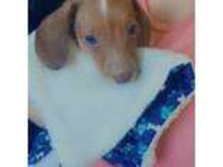 Dachshund Puppy for sale in Spotsylvania, VA, USA