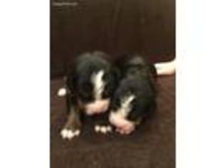 Bernese Mountain Dog Puppy for sale in Elizabeth, WV, USA