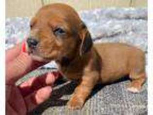 Dachshund Puppy for sale in Tulsa, OK, USA