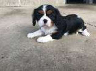 Cavalier King Charles Spaniel Puppy for sale in East Sparta, OH, USA