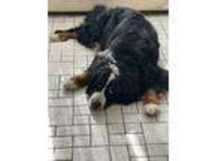 Bernese Mountain Dog Puppy for sale in Williamston, MI, USA