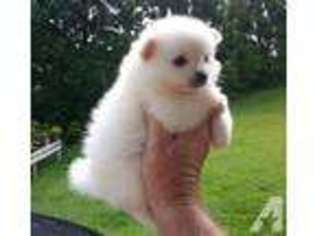 Pomeranian Puppy for sale in HONOLULU, HI, USA