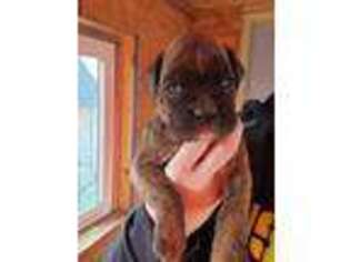 Boxer Puppy for sale in Van Buren, OH, USA