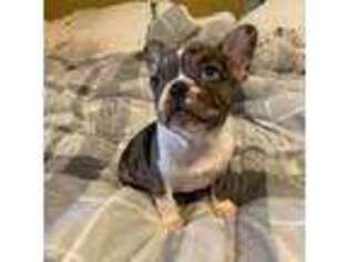 French Bulldog Puppy for sale in Coldwater, MS, USA