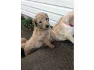 Goldendoodle Puppy for sale in Jerome, ID, USA