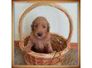 Goldendoodle Puppy for sale in Leasburg, MO, USA