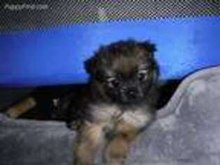 Pomeranian Puppy for sale in Federal Way, WA, USA